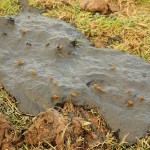 dung-207878_640