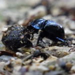 dung-beetle-54489_640