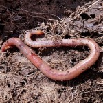 worm-1140767_640