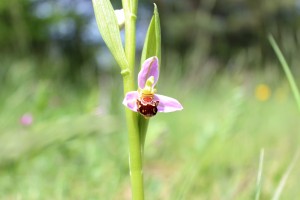 ophrys abeille r
