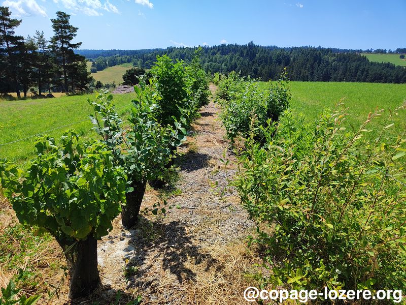 Accompagner la gestion et la plantation des haies-copage