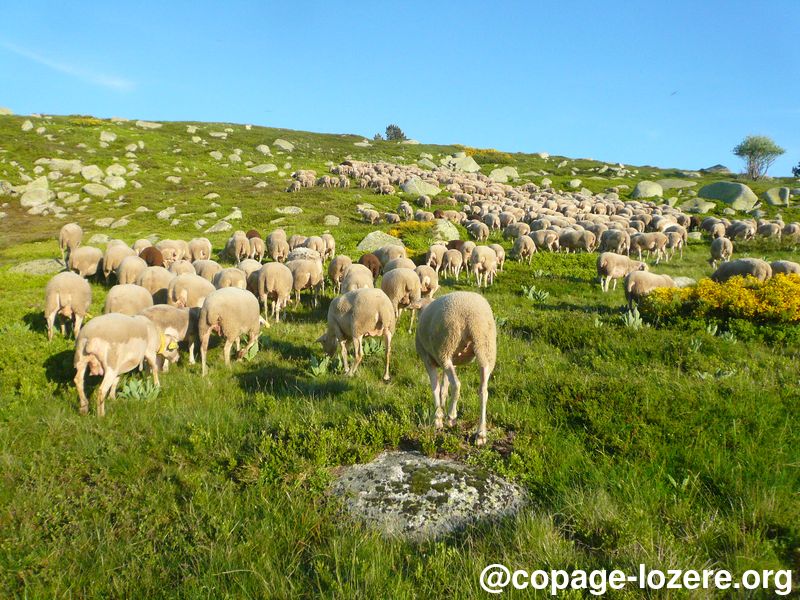 Accompagner l’entretien collectif-copage