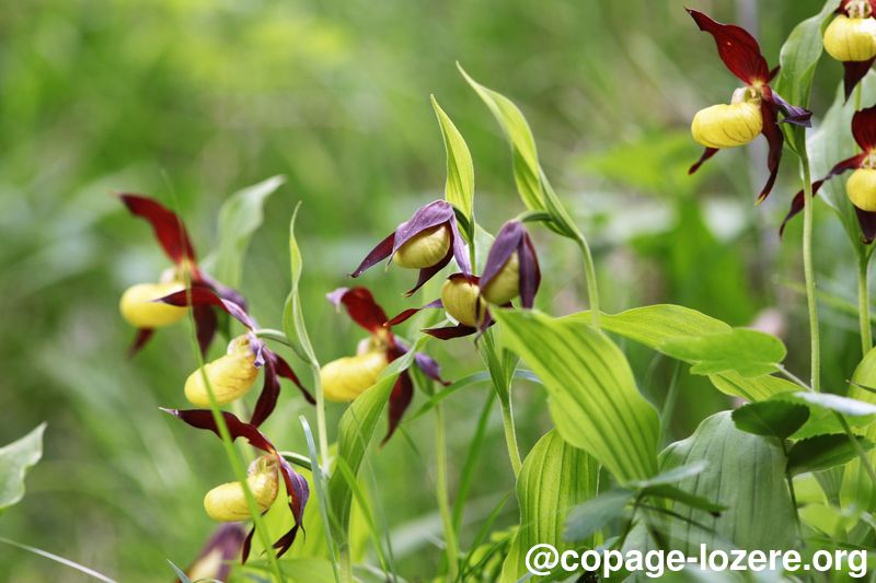 Oeuvrer pour la biodiversité-copage