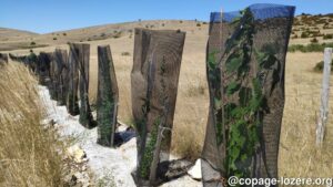 installation-de-haies-copage-lozere