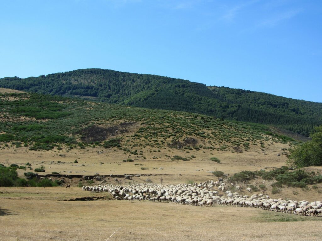 GROUPEMENTS PASTORAUX 1 copage