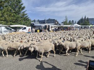 transhumance